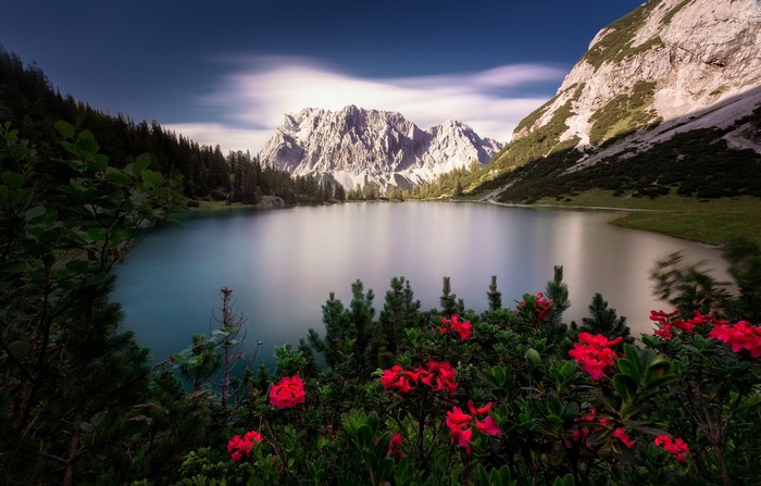 Lake in the Alps with Mountains and Flowers
