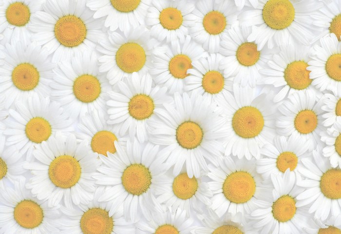 White Chamomile Flowers Texture