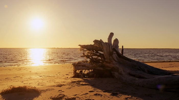 Driftwood on a beach at sunset