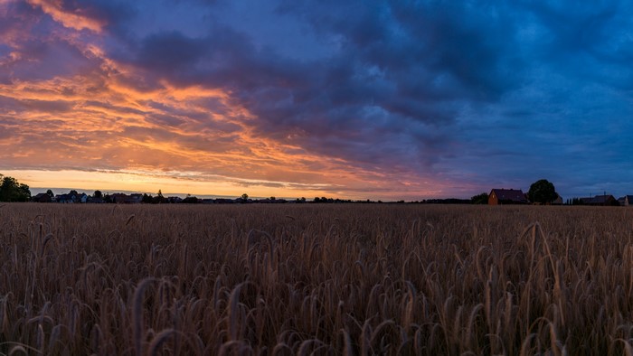 4K Sunrise over a Polish Village and Wheat Field
