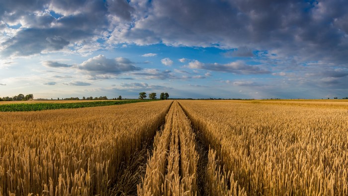 Wheat Field in Poland at Sunset