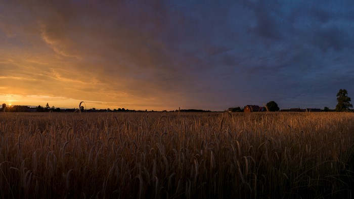 Wheat field at sunset with village in Poland