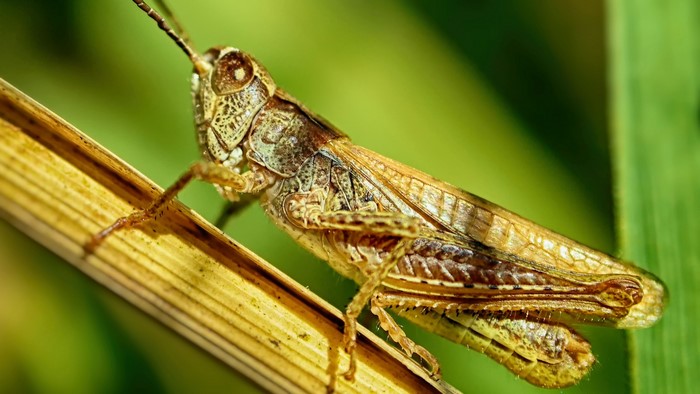Close-up of a grasshopper on a stalk