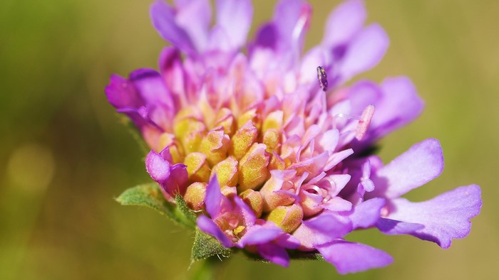 Macro shot of a purple and yellow flower with a small insect