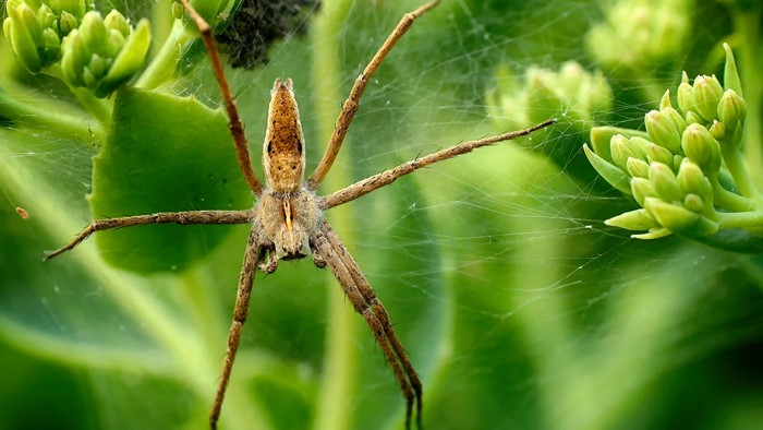 Spider on a web with green plants
