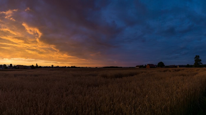 Wheat field at sunset in Poland