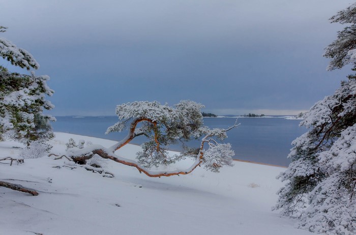 Snow-covered pine trees on a winter beach by the sea