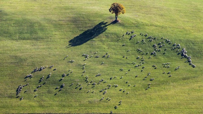 Aerial view of sheep grazing in a green field in Germany
