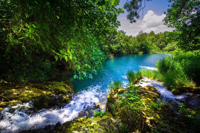 Turquoise river flowing through a lush green forest