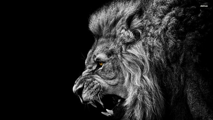 Close-up of a roaring lion's head