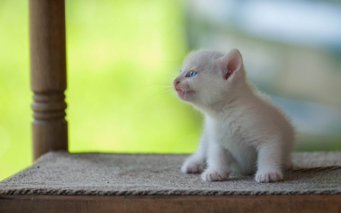 White kitten with blue eyes sitting on a textured surface