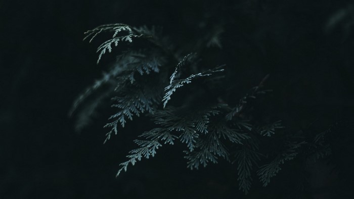 Dark Thuja Leaves