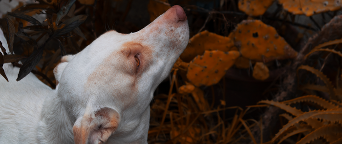 White dog looking up near cacti