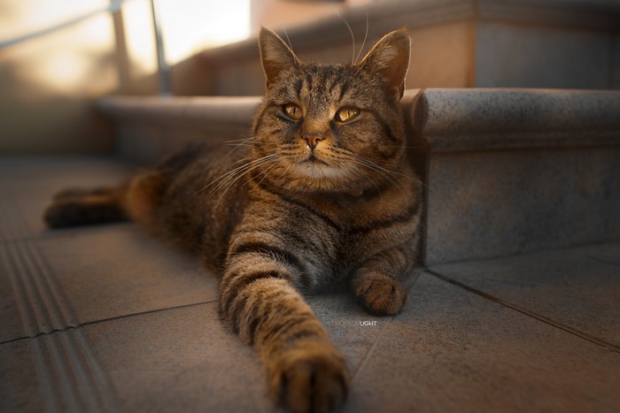 Tabby cat lying on tiled floor