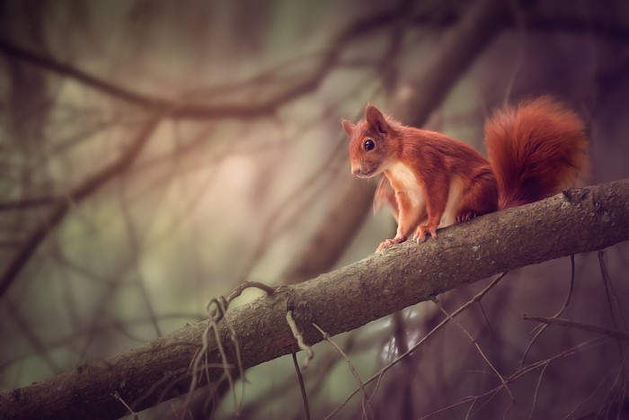 Red squirrel sitting on a tree branch in a forest