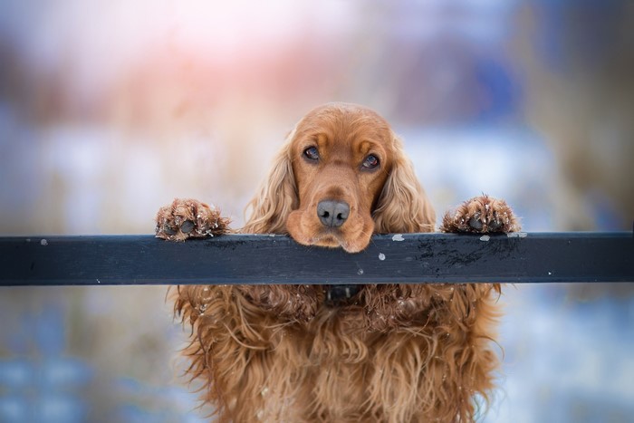 Brown Cocker Spaniel dog resting paws on a fence