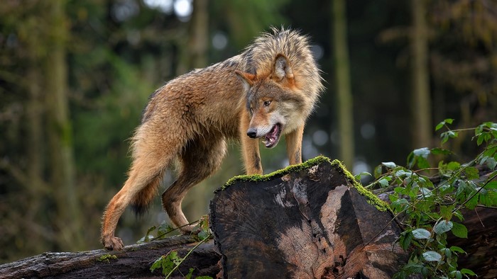 Wolf standing on a log in a forest