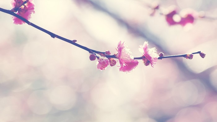 Pink plum blossoms on a branch