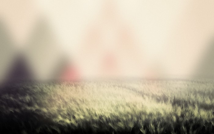 Blurred field of wheat with soft light
