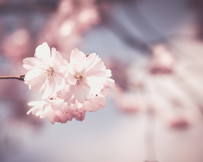 Close-up of pink cherry blossoms on a branch