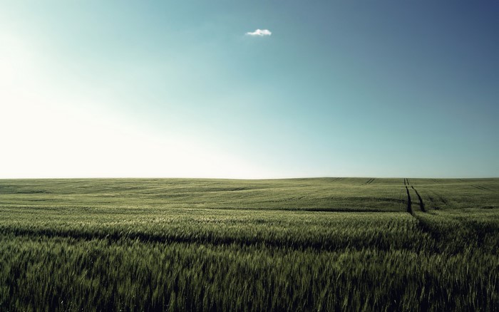 Vast green field under a clear blue sky