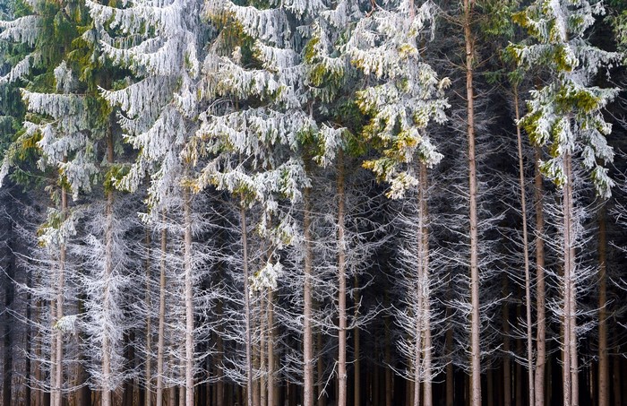 Forest trees covered in frost in winter