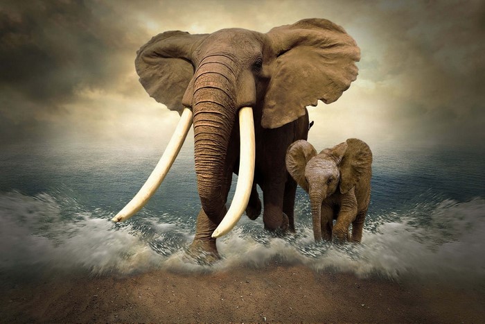 Adult and baby elephant walking in the sea