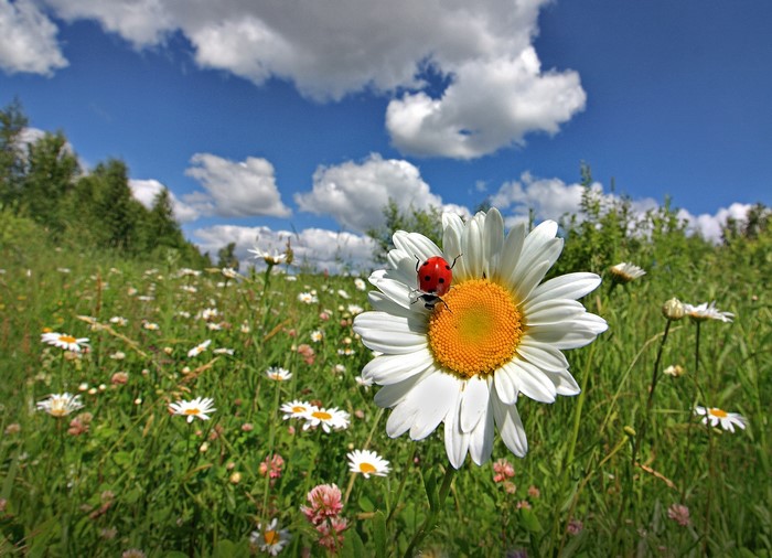 Ladybug on a daisy in a field of flowers