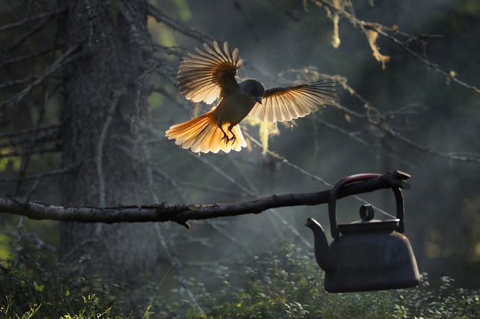 Bird flying near a teapot hanging from a branch
