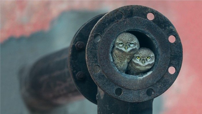 Two owls peeking out of a rusty pipe opening