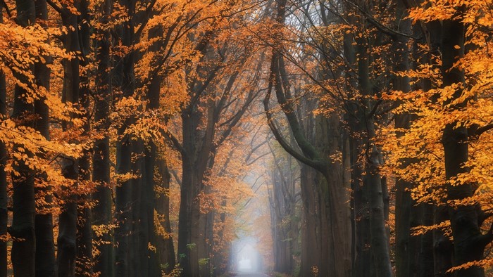 Autumn forest path with orange leaves and mist