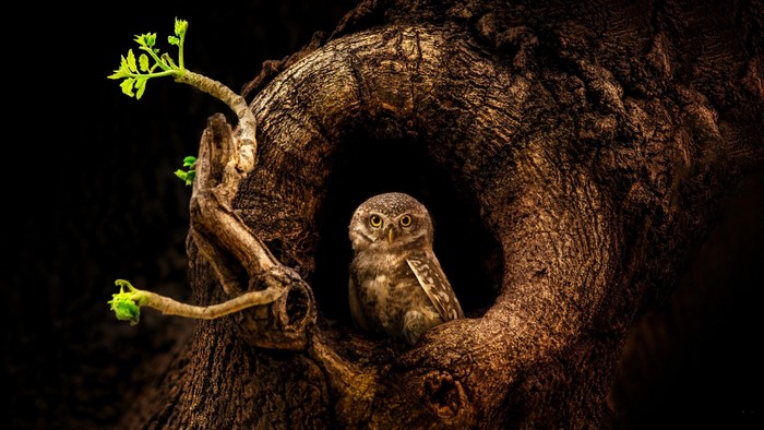 Owl in a tree hollow with new growth