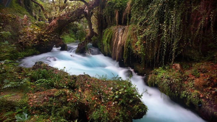 Overgrown forest with a flowing river and fallen tree