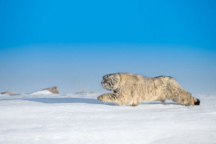 Pallas Cat in Snowy Winter Landscape