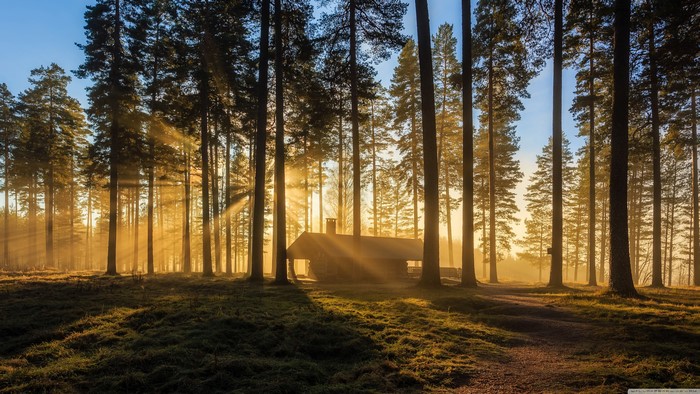 Sunlight filtering through trees onto a hut