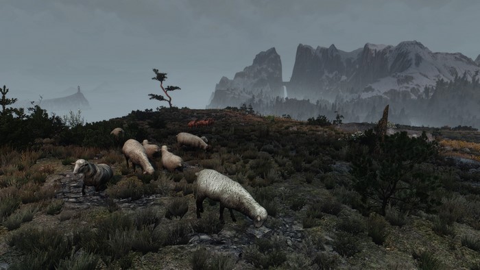 Sheep grazing in Skellige, The Witcher 3: Wild Hunt