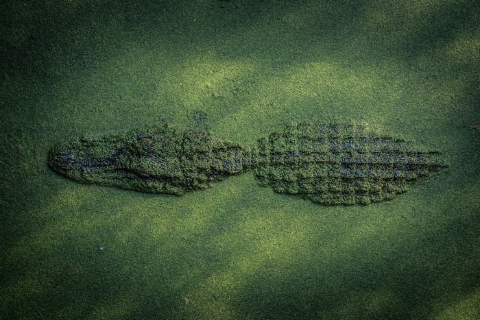 Alligator camouflaged in green water