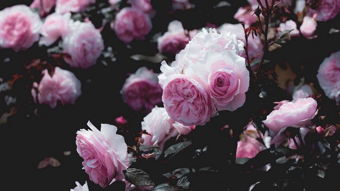 Close-up of pink roses with dark background