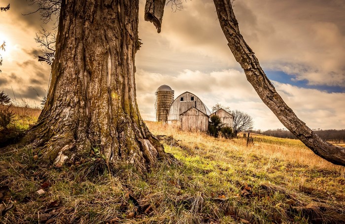 Old barn and silo on a grassy hill with a large tree
