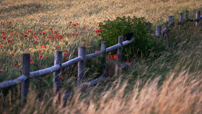 Wooden fence in a field of poppies and wheat