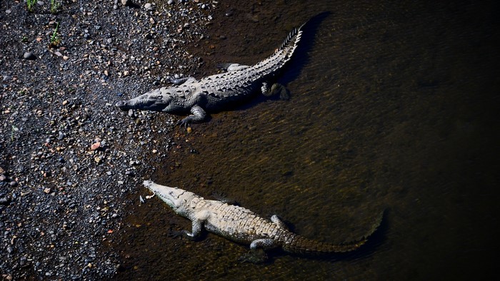 Two crocodiles resting on a riverbank