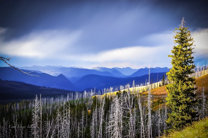 Mountain landscape with dead trees and a single evergreen