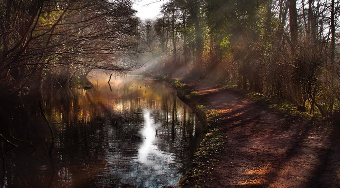 Sun rays over a canal path in a forest