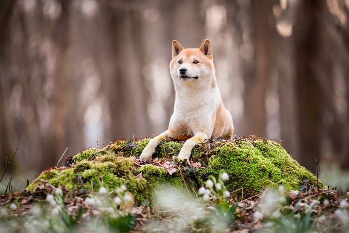 Shiba Inu dog resting on mossy mound in forest