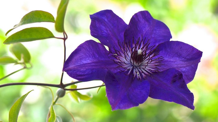 Close-up of a purple clematis flower with green leaves