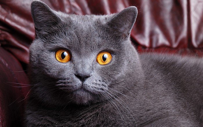 Close-up of a gray British Shorthair cat with yellow eyes