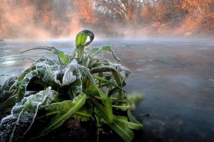 Frost-covered plants by a misty river in winter
