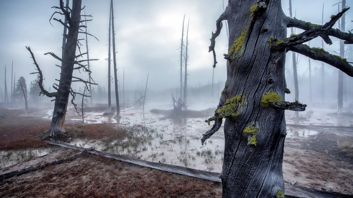 Misty swamp with dead trees and moss