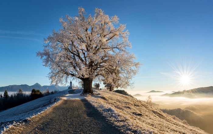 Winter landscape with frosted tree and church