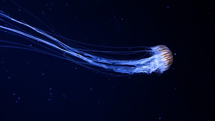4K photography of a jellyfish in blue water